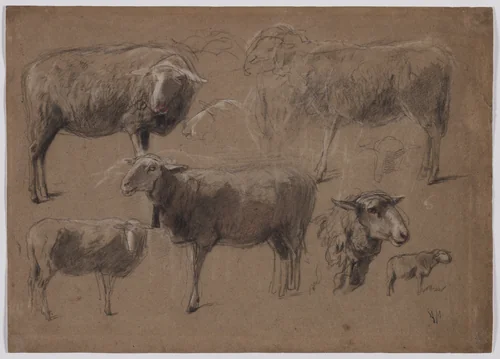 Studies of Sheep by Anton Mauve, drawing, 1850-1888