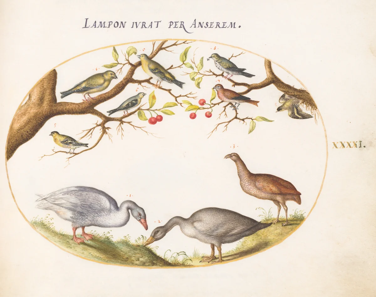 Plate 41: Two Gray Geese with Songbirds in a Cherry Tree by Joris Hoefnagel, drawing, 1570-1599