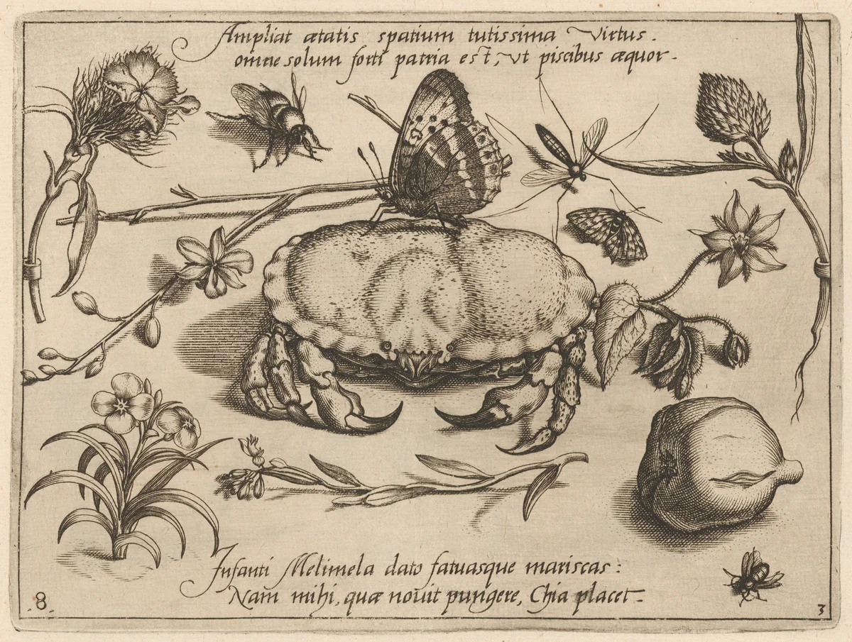Archetypa studiaque patris Georgii Hoefnagelii [Part 3, Plate 8] by Jacob Hoefnagel; Joris Hoefnagel, print, 1592