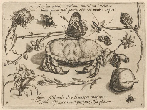 Archetypa studiaque patris Georgii Hoefnagelii [Part 3, Plate 8] by Jacob Hoefnagel; Joris Hoefnagel, print, 1592