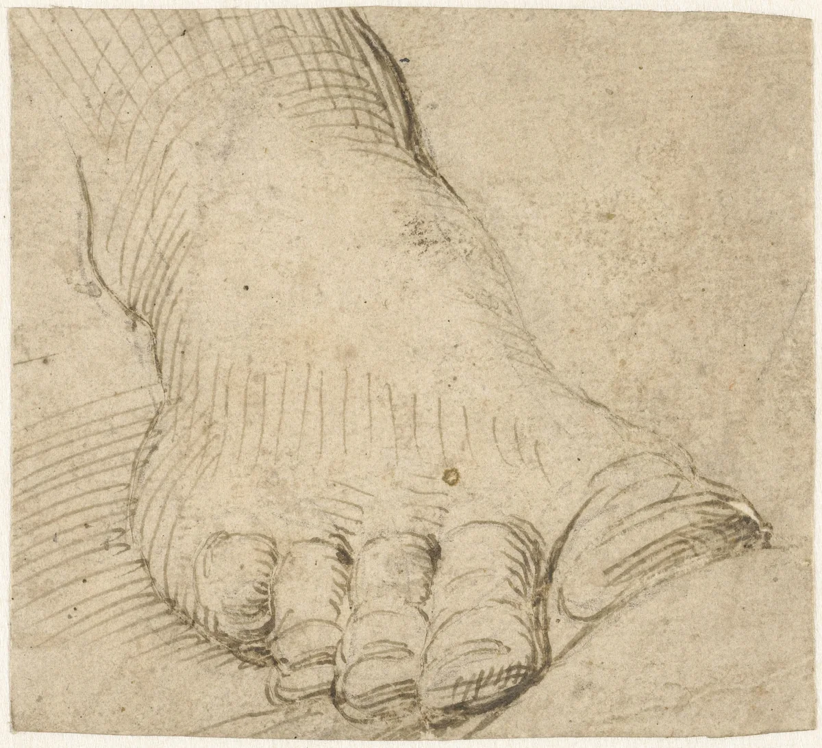 Studie van een rechtervoet, van voren by Unknown, drawing, 1567-1602