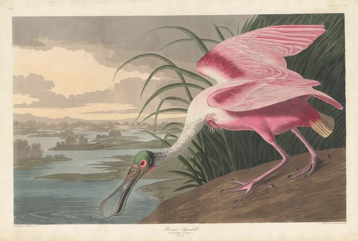 Roseate Spoonbill by Robert Havell, Jr.; John James Audubon, print, 1836