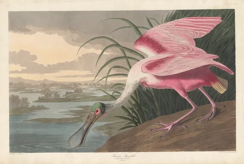 Roseate Spoonbill by Robert Havell, Jr.; John James Audubon, print, 1836