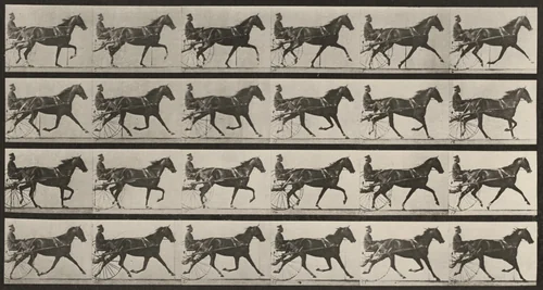 Plate Number 608. "Flode Holden" trotting, harnessed to sulky by Eadweard Muybridge, photograph, 1887