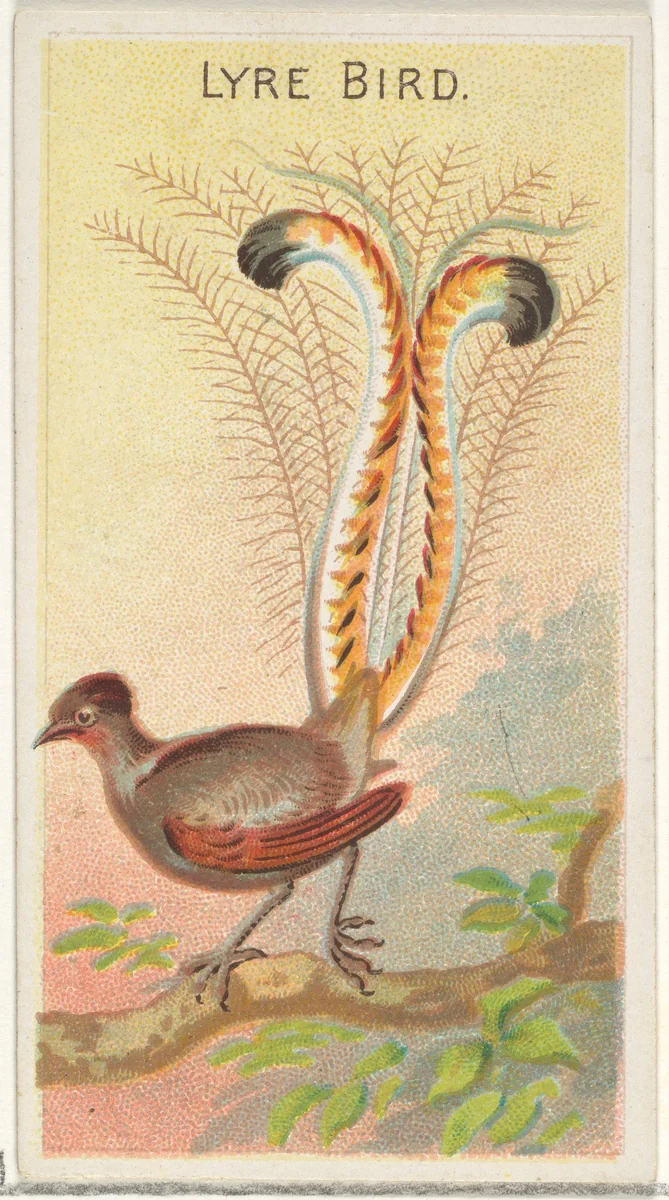 Lyre Bird, from the Birds of the Tropics series (N5) for Allen & Ginter Cigarettes Brands by Allen & Ginter, print, 1889