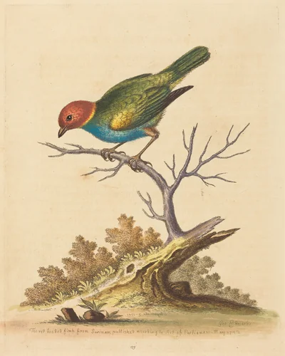 The Red-Headed Finch from Surinam by George Edwards, print, 1741