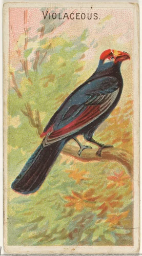 Violaceous, from the Birds of the Tropics series (N5) for Allen & Ginter Cigarettes Brands by Allen & Ginter, print, 1889