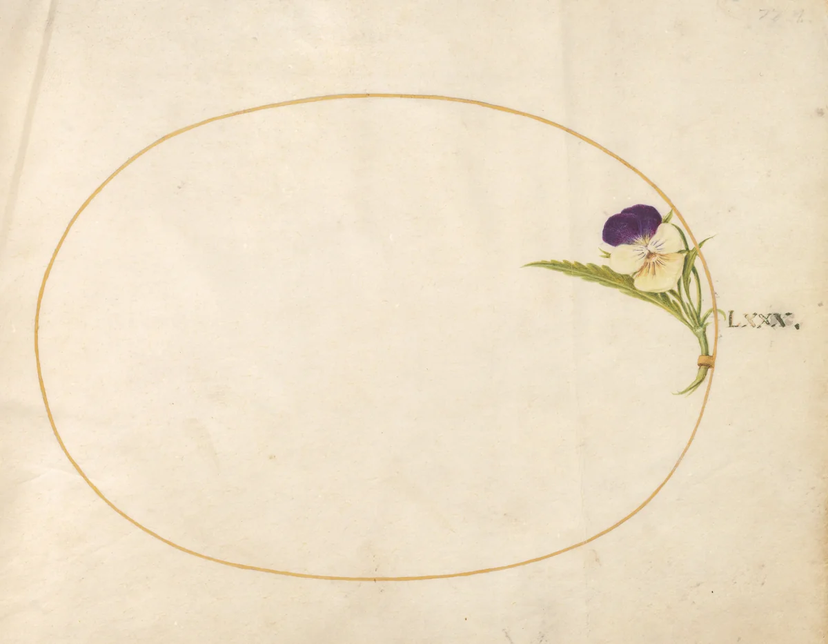 Plate 80: Purple and Yellow Viola by Joris Hoefnagel, drawing, 1570-1599