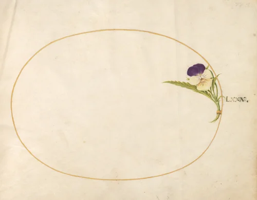Plate 80: Purple and Yellow Viola by Joris Hoefnagel, drawing, 1570-1599