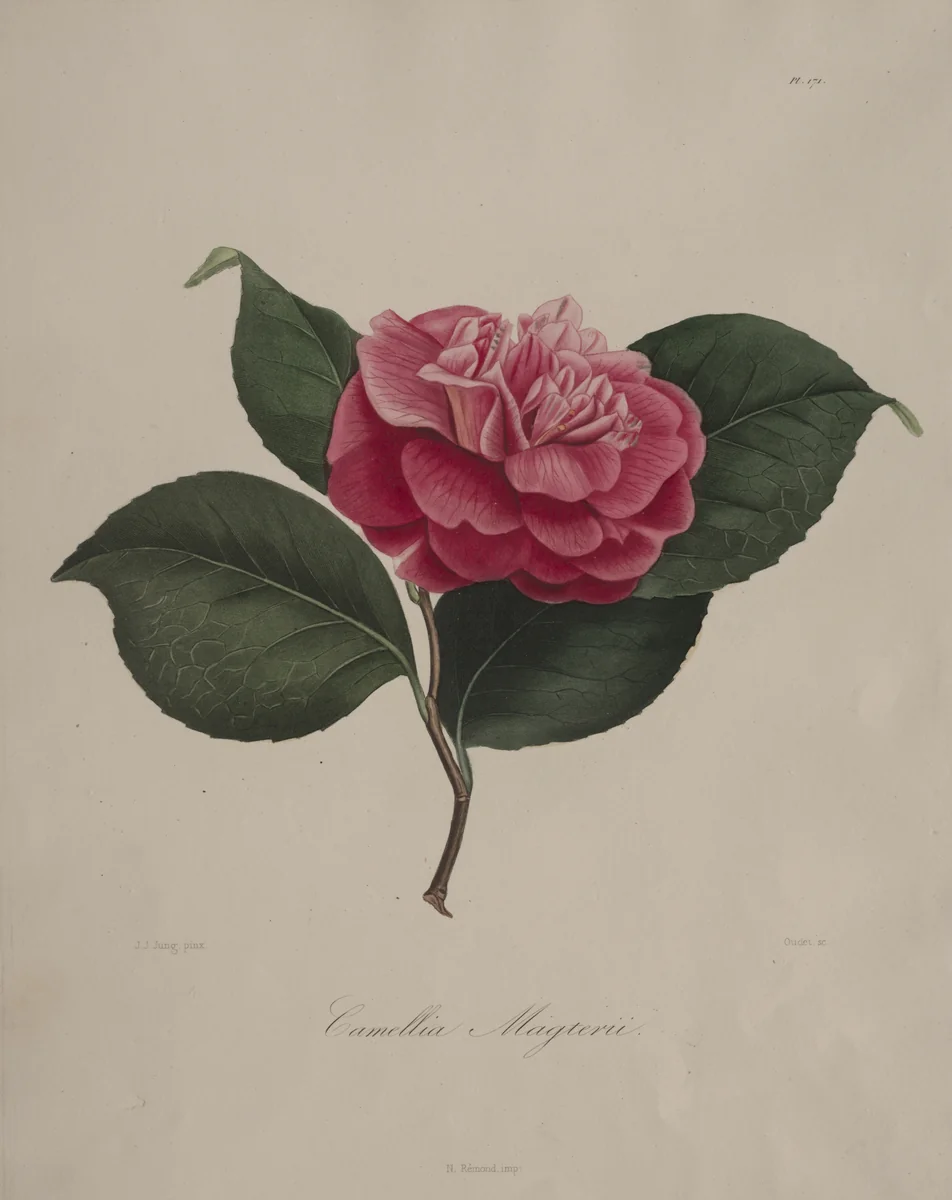 Iconographie du genre camellia: No. 171 by Abbé Laurent Berlèse, print, 1839-1843