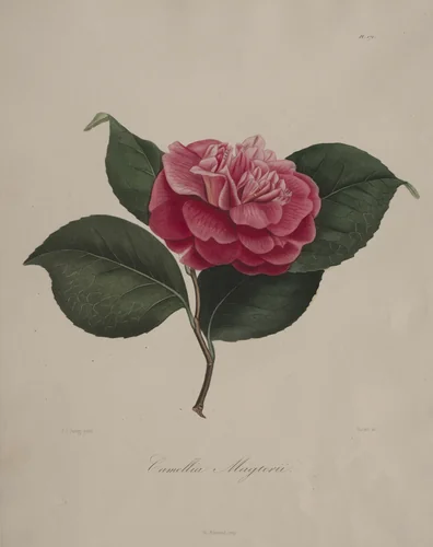 Iconographie du genre camellia: No. 171 by Abbé Laurent Berlèse, print, 1839-1843