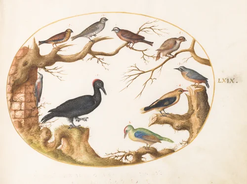 Plate 69: Black Woodpecker, European Green Woodpecker, Nuthatch, and Other Birds by Joris Hoefnagel, drawing, 1570-1599