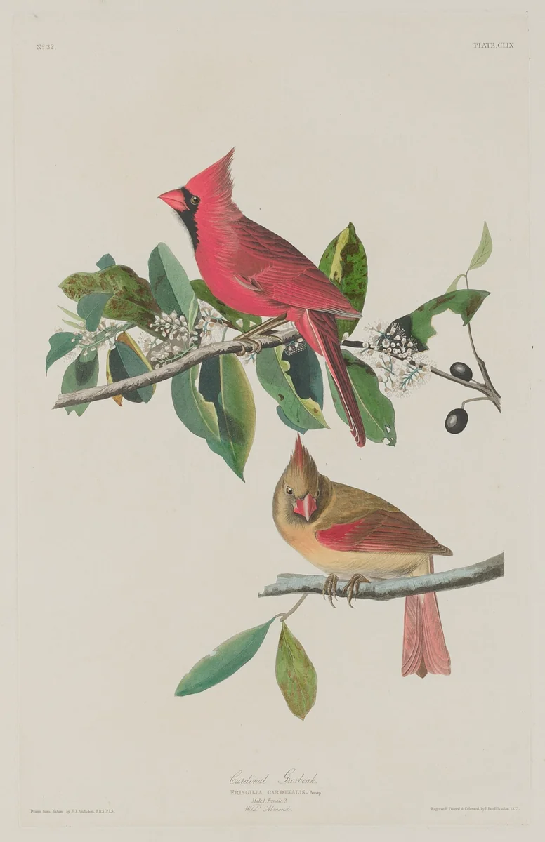Cardinal Grosbeak by Robert Havell, Jr.; John James Audubon, print, 1833