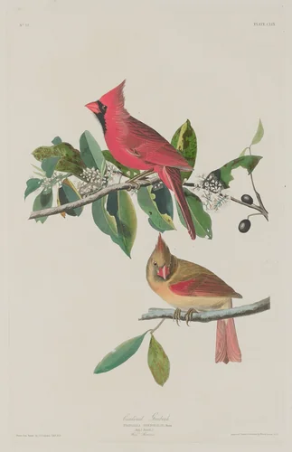 Cardinal Grosbeak by Robert Havell, Jr.; John James Audubon, print, 1833