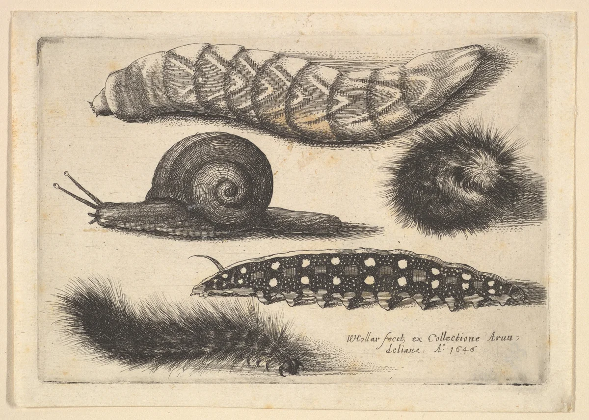 Four Caterpillars and a Snail by Wenceslaus Hollar, print, 1646