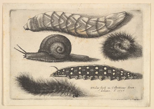 Four Caterpillars and a Snail by Wenceslaus Hollar, print, 1646