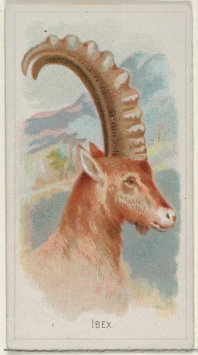 Ibex, from the Wild Animals of the World series (N25) for Allen & Ginter Cigarettes by Allen & Ginter, print, 1888