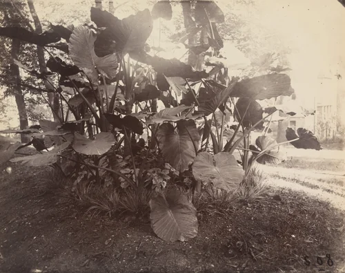 Choux Caraibes by Eugène Atget, photograph, 1900