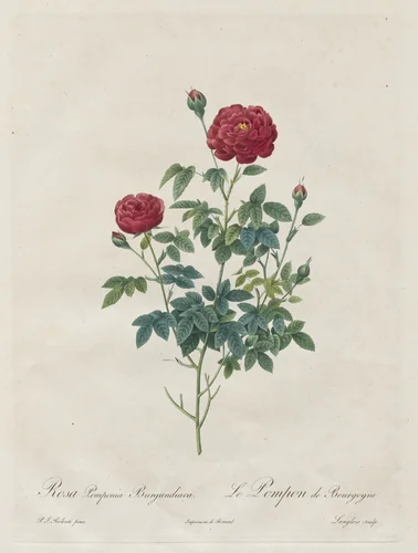 Pompon Rose by Henry Joseph Redouté, print, 1817-1824