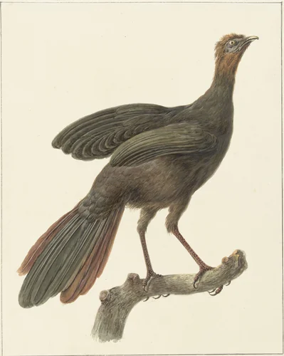 Kuifsjakohoen (Penelope purpurascens) by Pieter Pietersz. Barbiers, drawing, 1759-1842