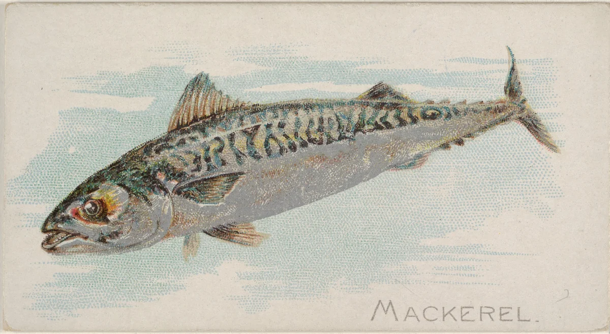 Mackerel, from the Fish from American Waters series (N8) for Allen & Ginter Cigarettes Brands by Allen & Ginter, print, 1889