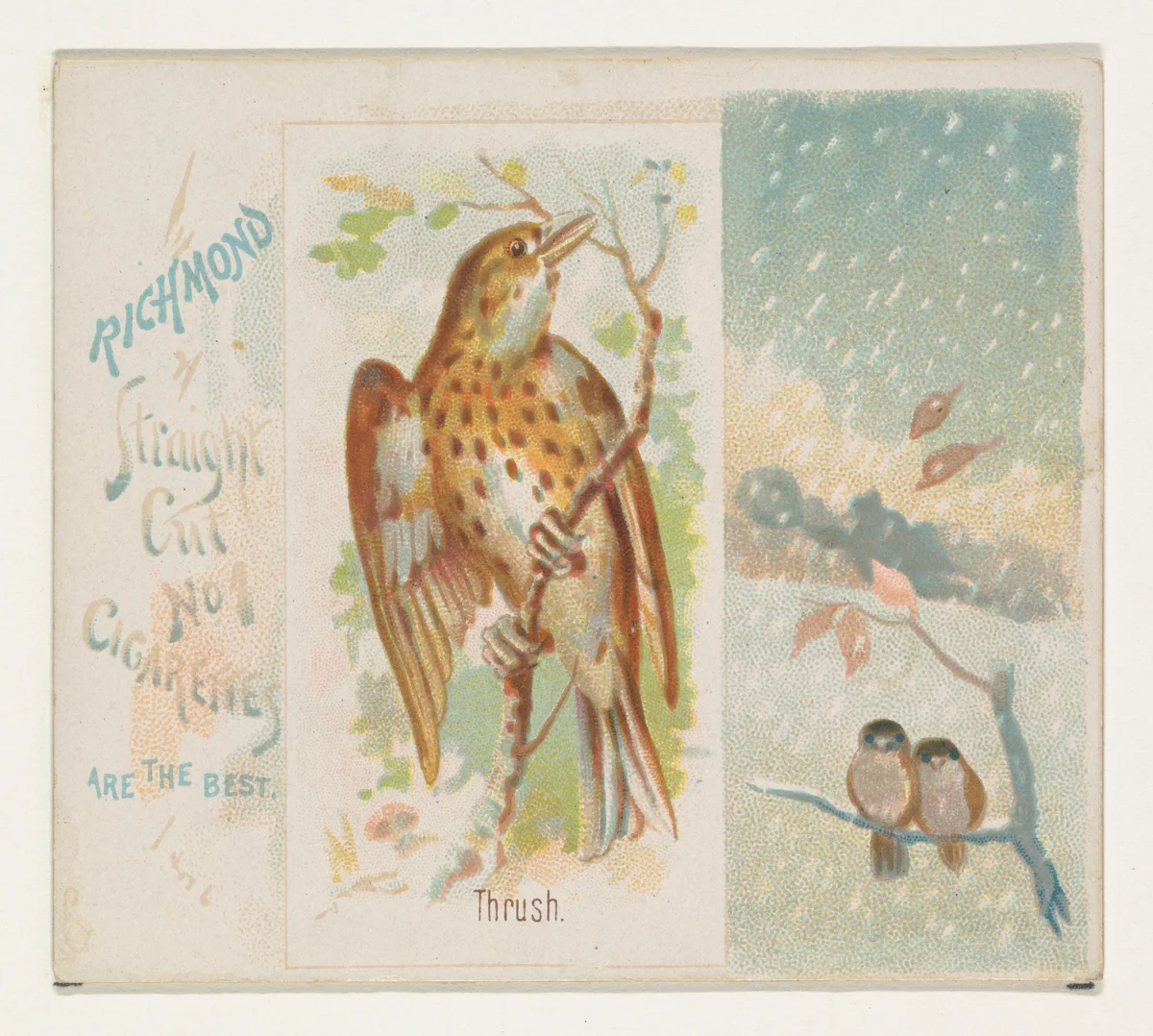Thrush, from the Song Birds of the World series (N42) for Allen & Ginter Cigarettes by Allen & Ginter, print, 1890