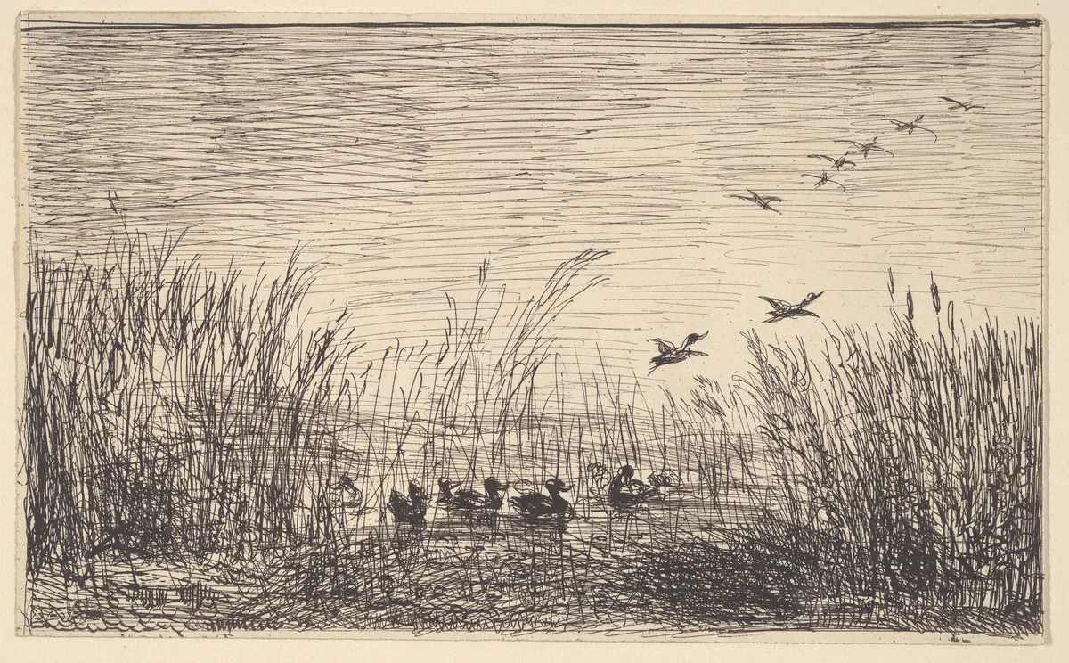 Ducks in the Marshes by Charles-François Daubigny, print, 1862-1921