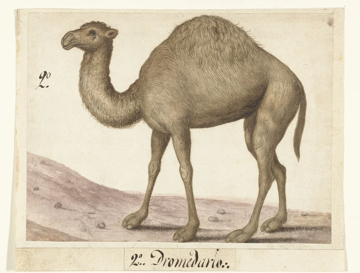 Dromedaris by anonymous, drawing, 1560-1585
