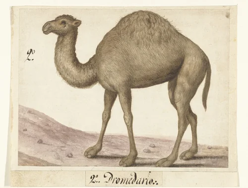 Dromedaris by anonymous, drawing, 1560-1585