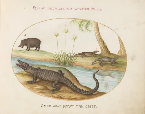 Plate 50: A Crocodile, a Hippopotomus, a Land Crocodile or Tegu Lizard(?), and a Crocodile or Spiny-Tailed Lizard with a Papyrus Plant by Joris Hoefnagel, drawing, 1570-1599