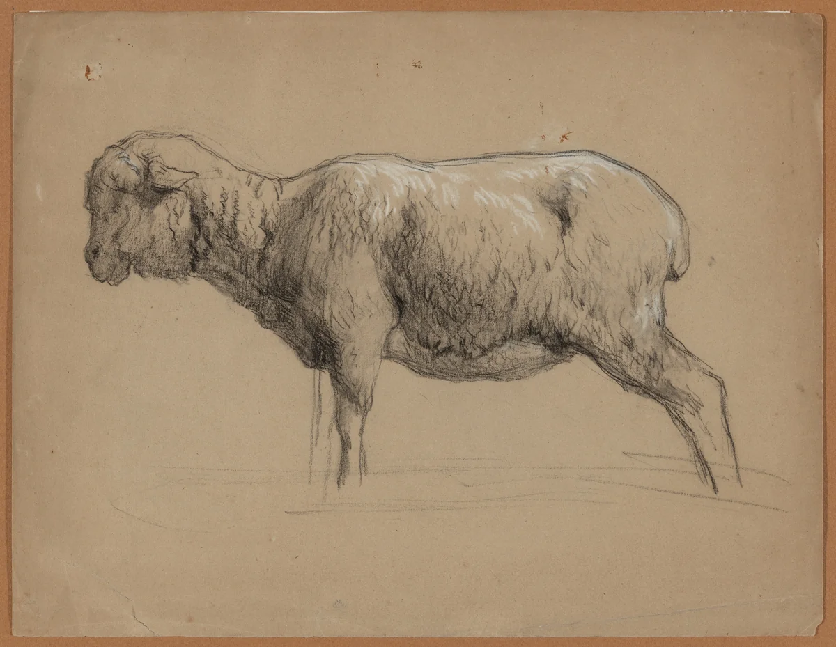 A Sheep by Jean Ferdinand Chaigneau, drawing, 1860-1869