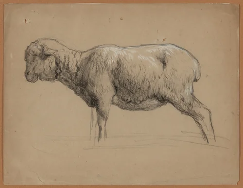 A Sheep by Jean Ferdinand Chaigneau, drawing, 1860-1869