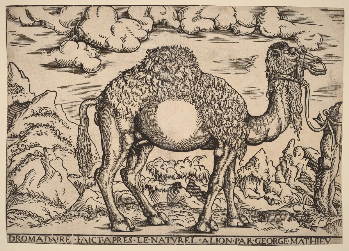 A Dromedary by Georg Mattheus, print, 1551-1572