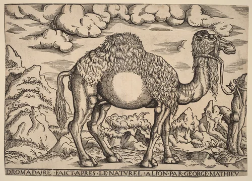 A Dromedary by Georg Mattheus, print, 1551-1572