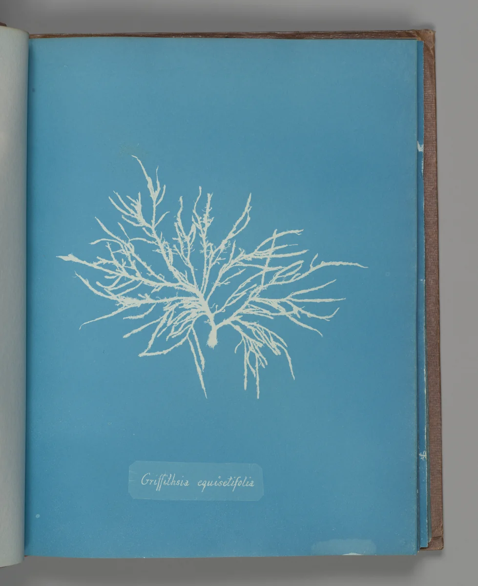 Griffithsia equisetifolia by Anna Atkins, photograph, 1851-1855