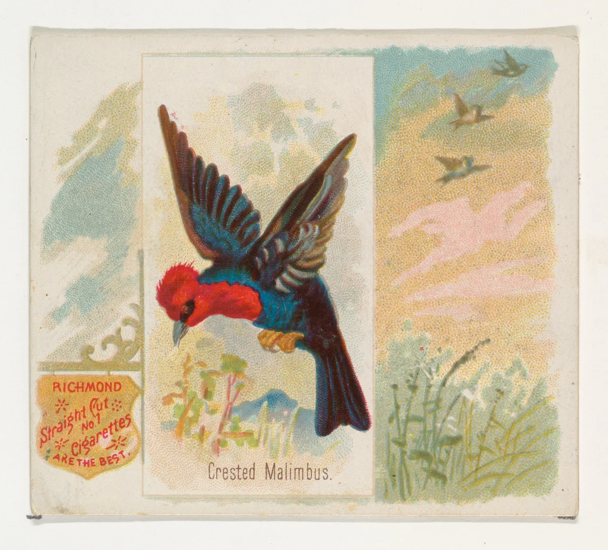 Crested Malimbus, from the Song Birds of the World series (N42) for Allen & Ginter Cigarettes by Allen & Ginter, print, 1890