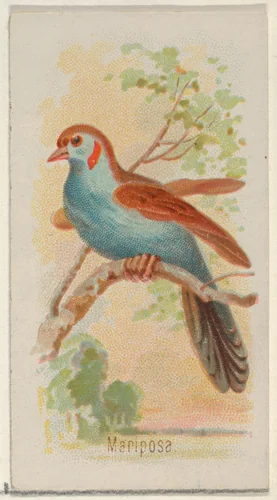 Mariposa, from the Song Birds of the World series (N23) for Allen & Ginter Cigarettes by Allen & Ginter, print, 1890