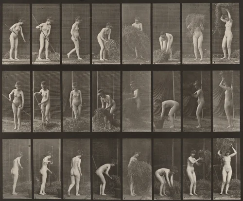 Plate Number 499. Raking and packing hay by Eadweard Muybridge, photograph, 1887