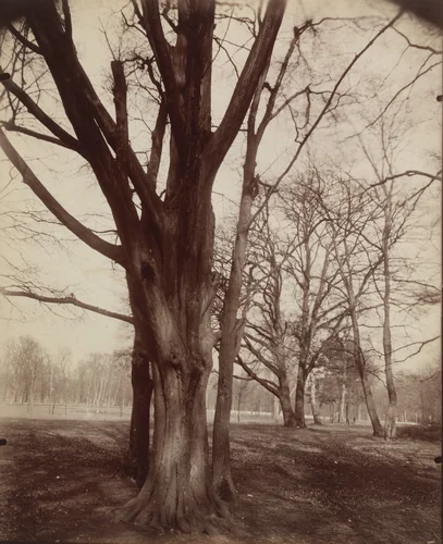 Saint-Cloud (hêtre) by Eugène Atget, photograph, 1922