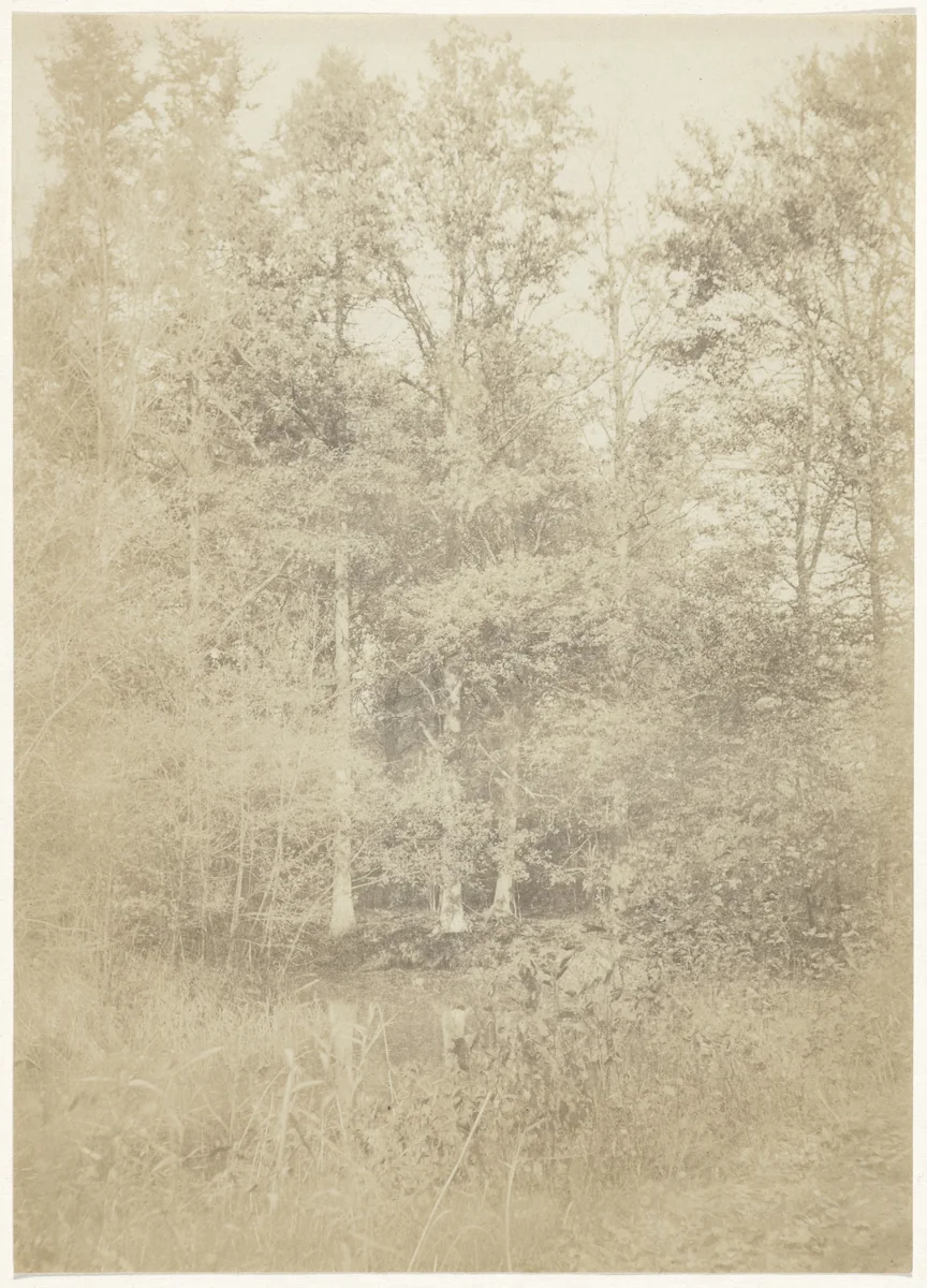 Boslandschap by anonymous, photograph, 1880-1900