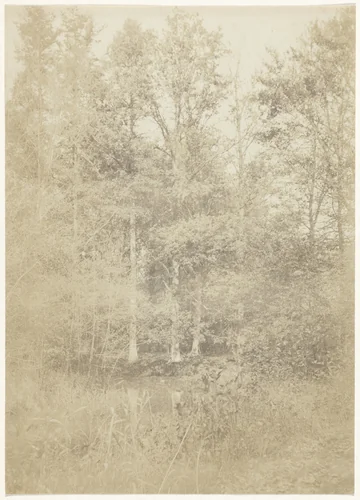 Boslandschap by anonymous, photograph, 1880-1900