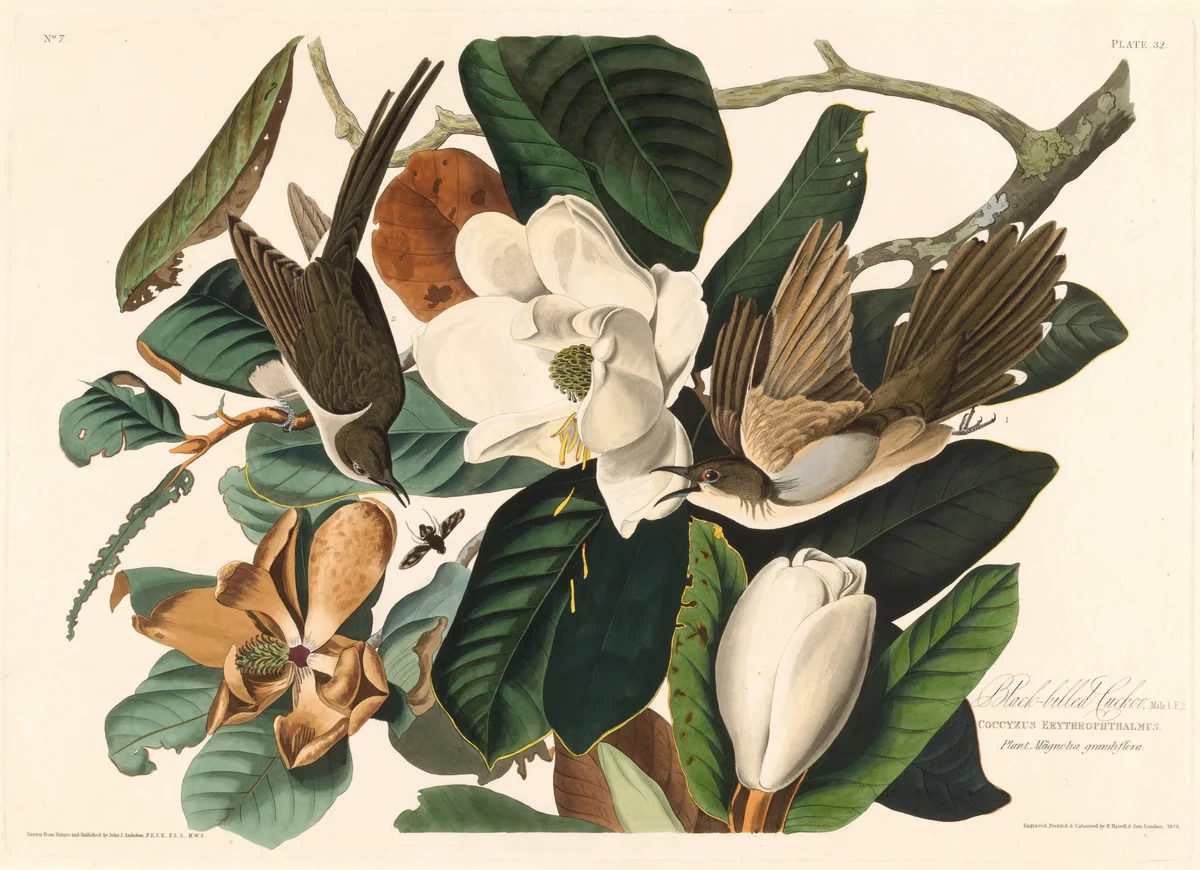 Black-billed Cuckoo by Robert Havell, Jr.; John James Audubon, print, 1828