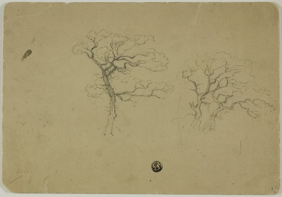 Flowering Trees by B.W. Atkinson, drawing, 1850-1899