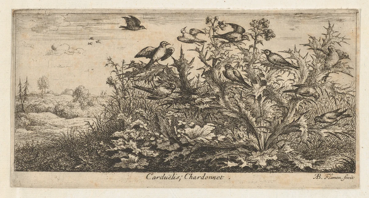 Carduëlis, Chardonnet (The Goldfinch), from "Livre d'Oyseaux" (Book of Birds) by Albert Flamen, print, 1650-1665