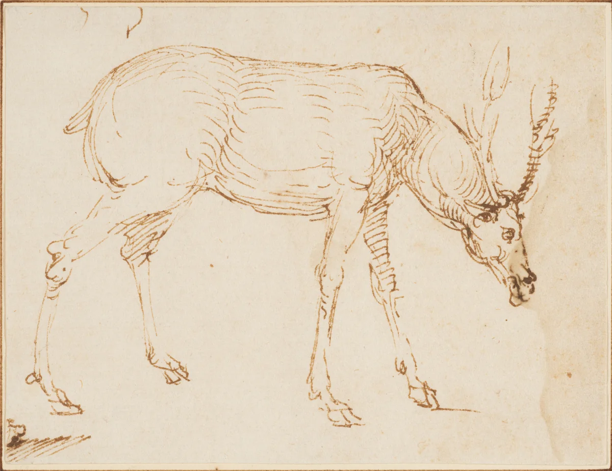 Studies of a Stag by Stefano da Verona, drawing, 1430-1439