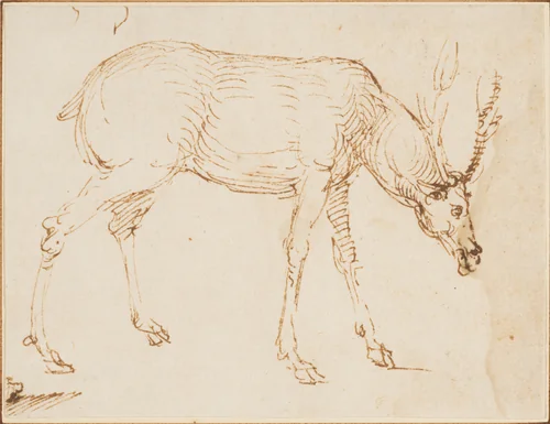 Studies of a Stag by Stefano da Verona, drawing, 1430-1439
