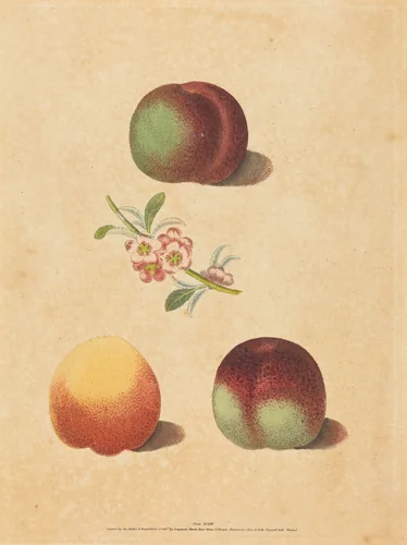 Three Peaches by George Brookshaw, print, 1817
