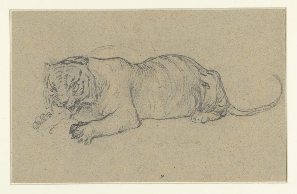 Liggende tijger een stuk vlees verscheurend by anonymous, drawing, 1800-1900