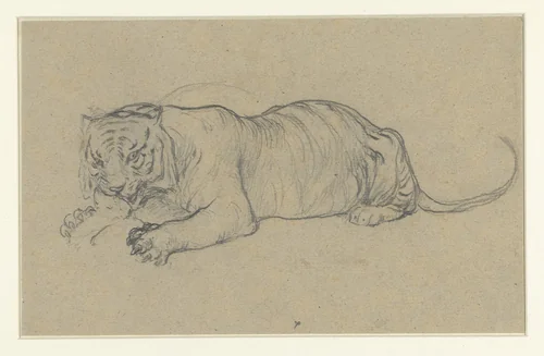 Liggende tijger een stuk vlees verscheurend by anonymous, drawing, 1800-1900