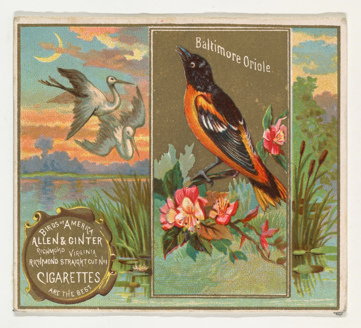 Baltimore Oriole, from the Birds of America series (N37) for Allen & Ginter Cigarettes by Allen & Ginter, print, 1888